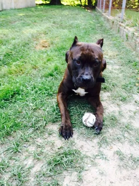 Lost dog in Metairie, LA, 70001