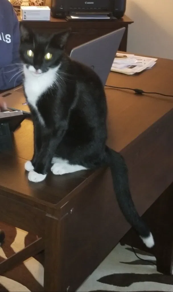 Lost cat in Torrance, CA, 90505