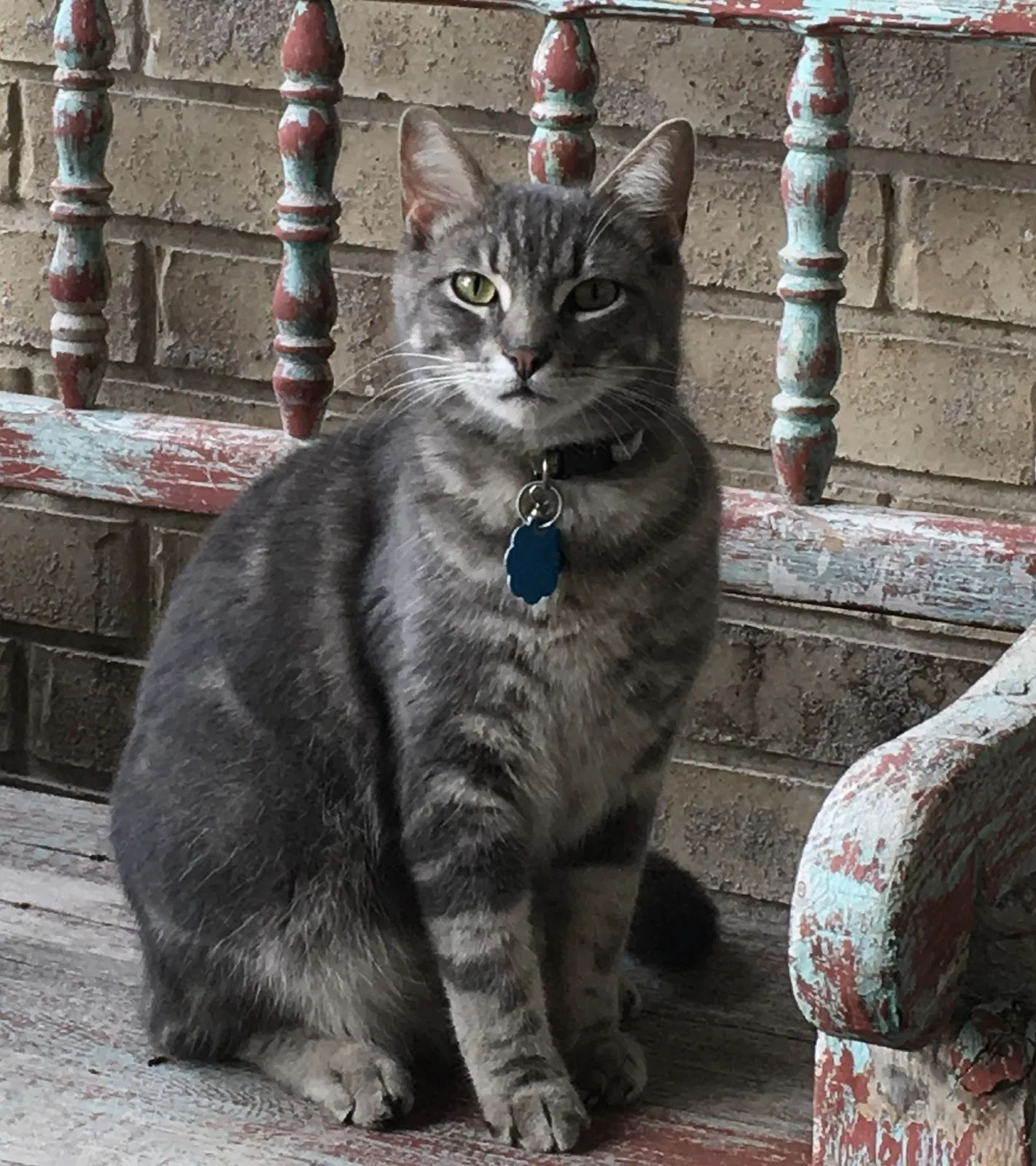 Lost cat in Edinburg, TX, 78539
