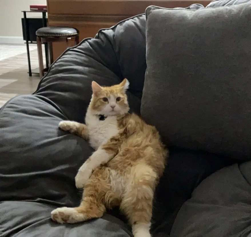 Lost cat in Williamston, SC, 29697
