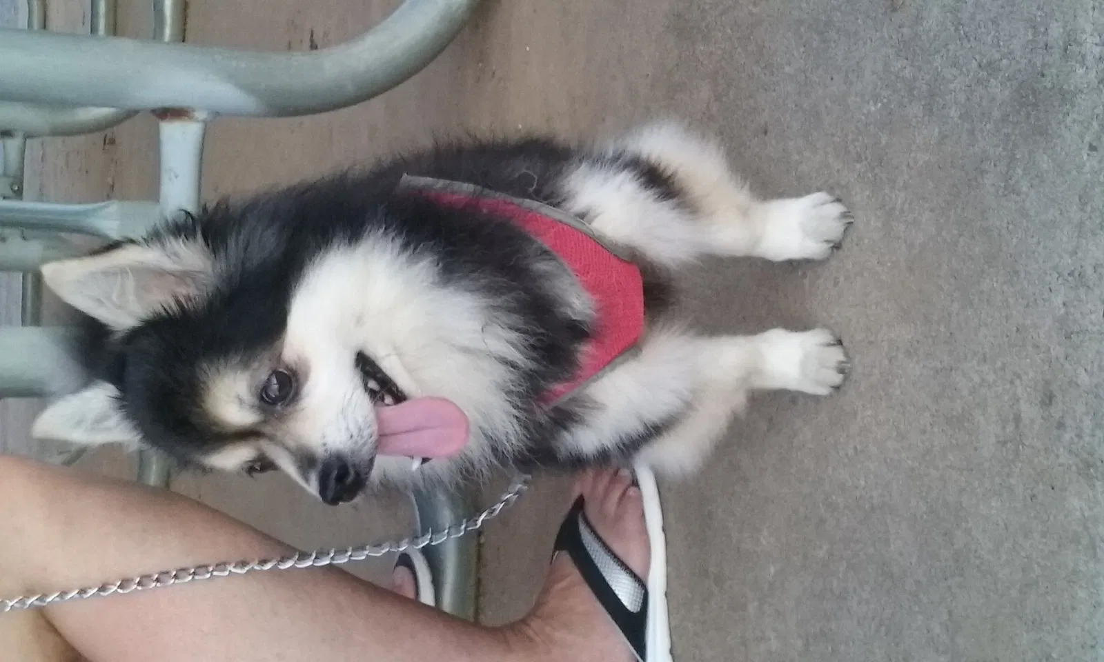Lost dog in Cartersville, GA, 30121