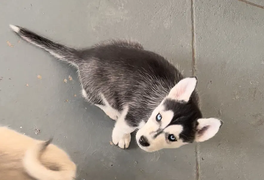 Lost dog in Albuquerque, NM, 87110
