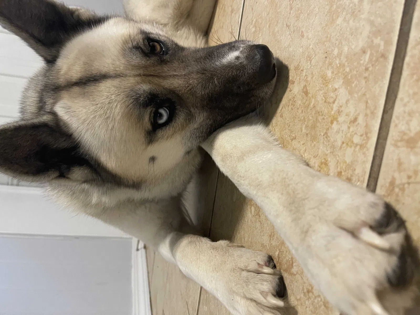 Found dog in Rogers, AR, 72756