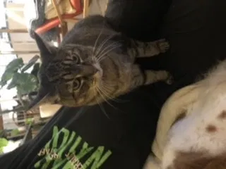Lost cat in Steilacoom, WA, 98388