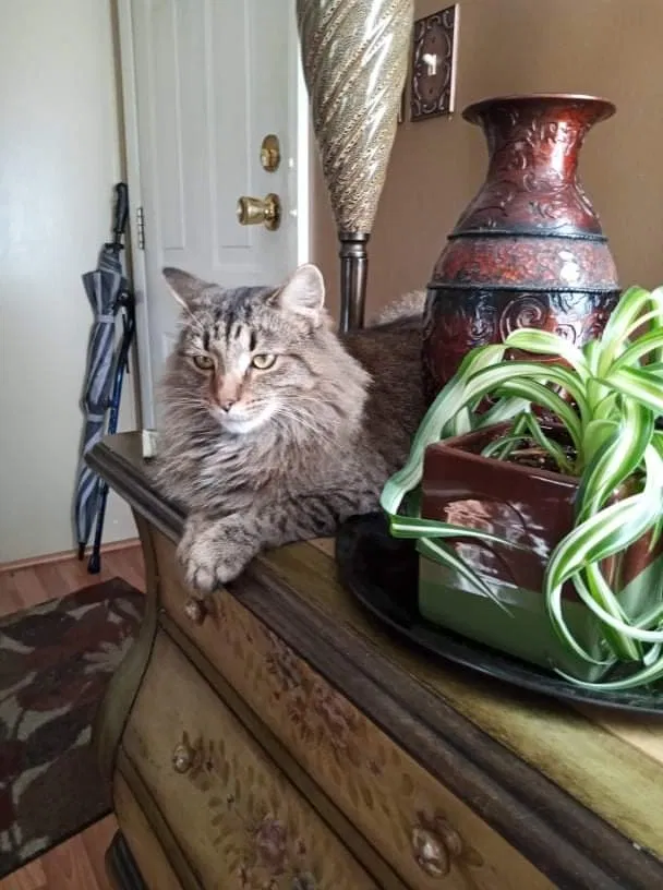 Lost cat in New Eagle, PA, 15067