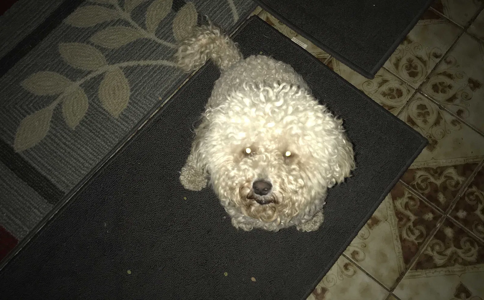 Lost dog in Los Angeles, CA, 90063
