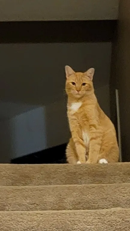 Lost cat in Humble, TX, 77346