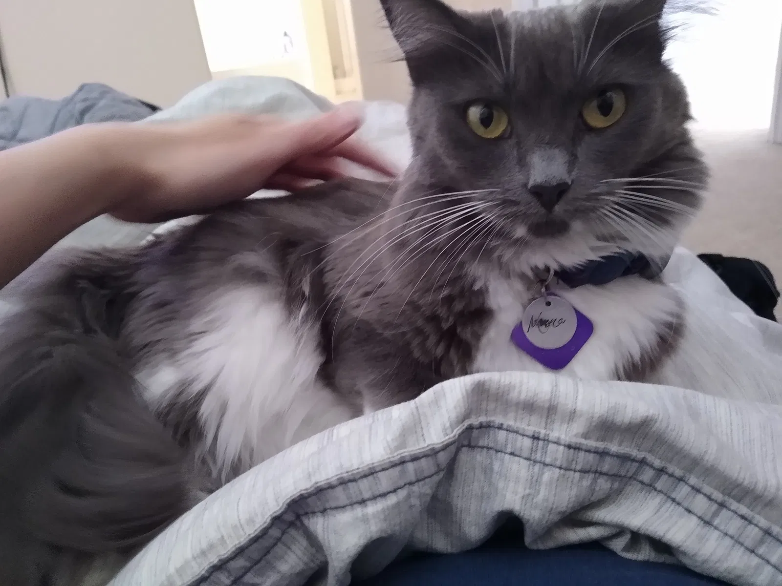 Lost cat in Las Vegas, NV, 89135