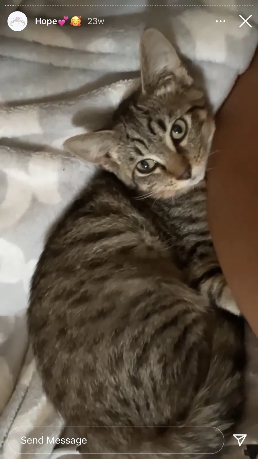 Lost cat in Los Angeles, CA, 90062