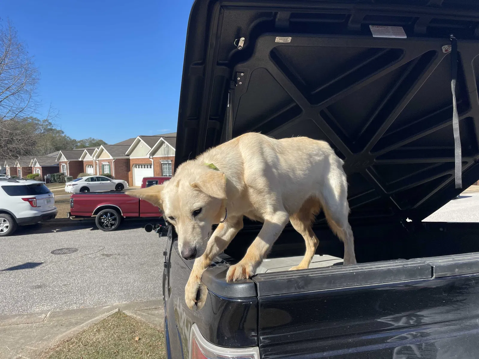 Found dog in Enterprise, AL, 36330