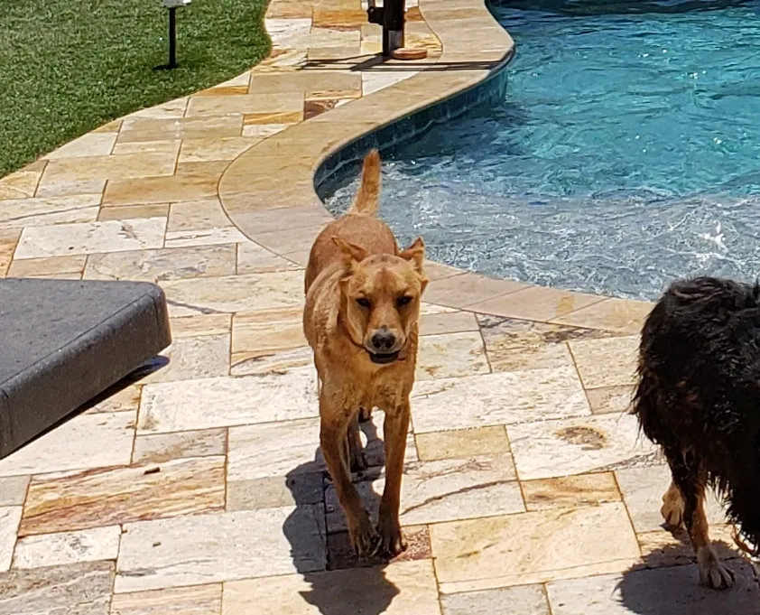 Lost dog in Surprise, AZ, 85387