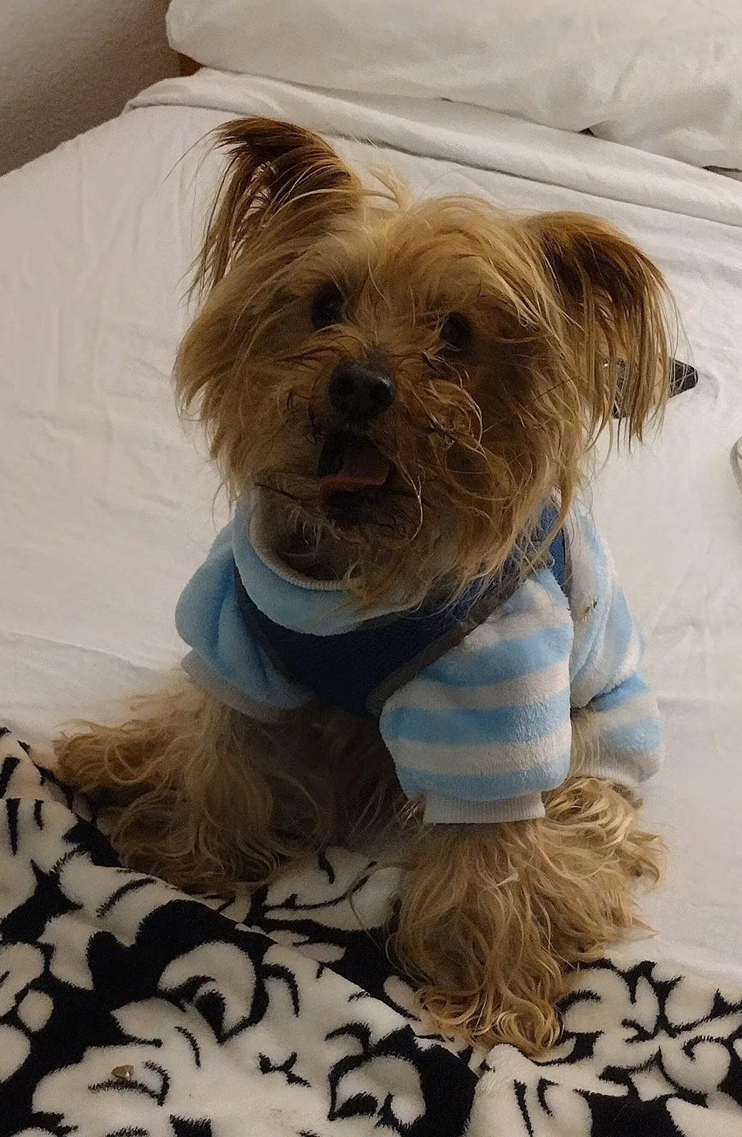 Lost dog in Bellflower, CA, 90706