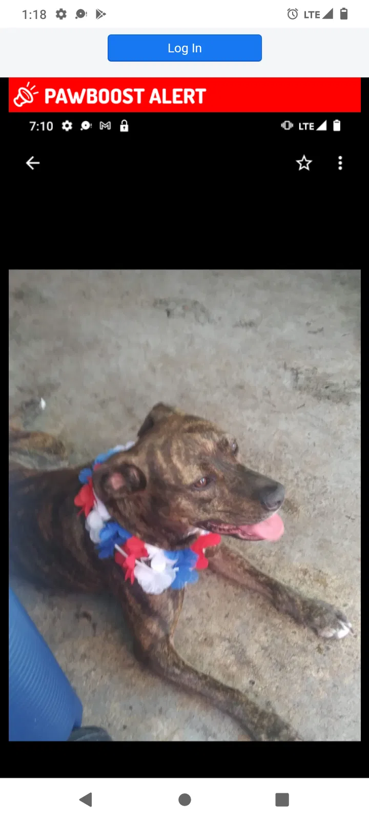 Lost dog in Hallandale, FL, 33009