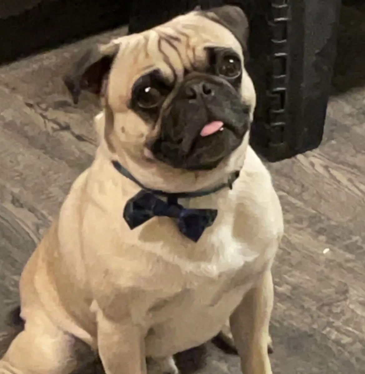 Lost dog in Bellflower, CA, 90706