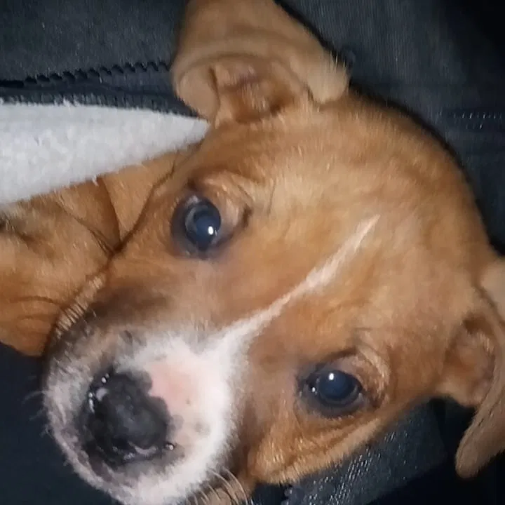 Lost dog in Turlock, CA, 95382