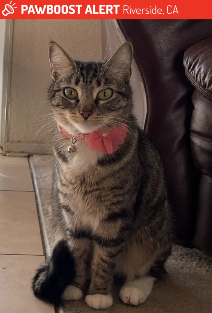 Lost cat in Riverside, CA, 92507