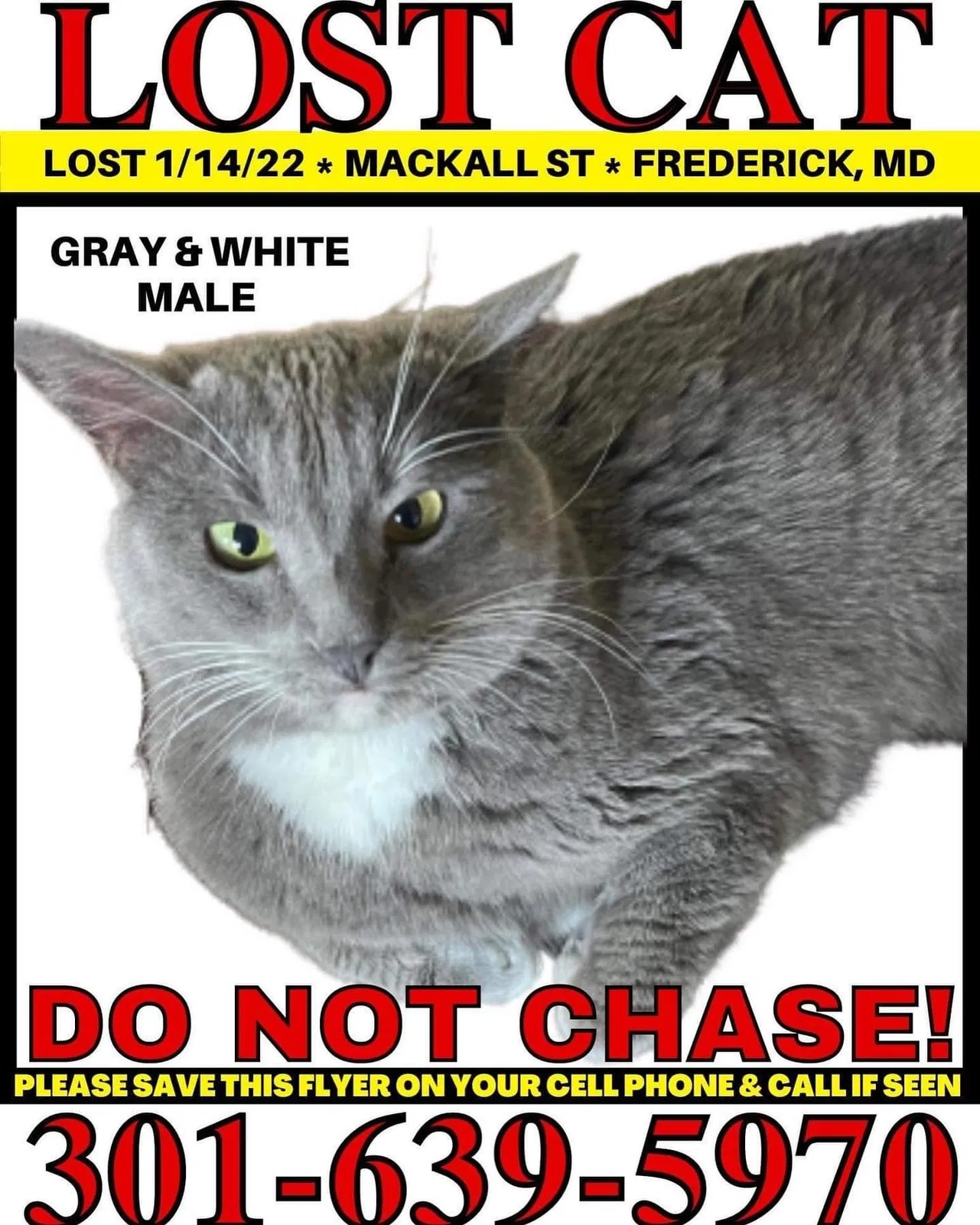 Lost cat in Frederick, MD, 21704