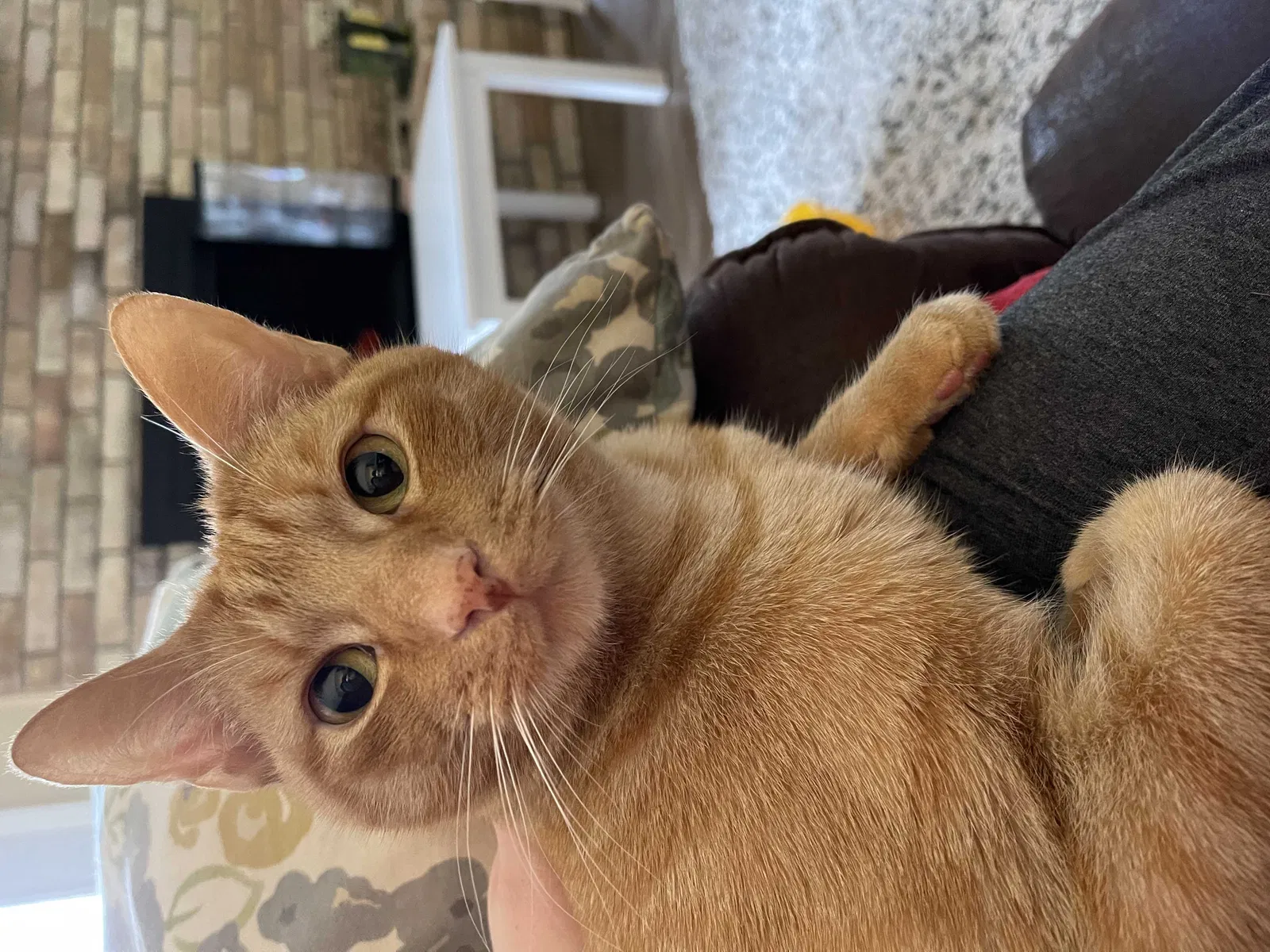 Lost cat in North Richland Hills, TX, 76182