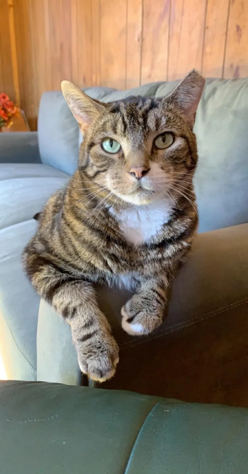 Lost cat in Mauston, WI, 53948