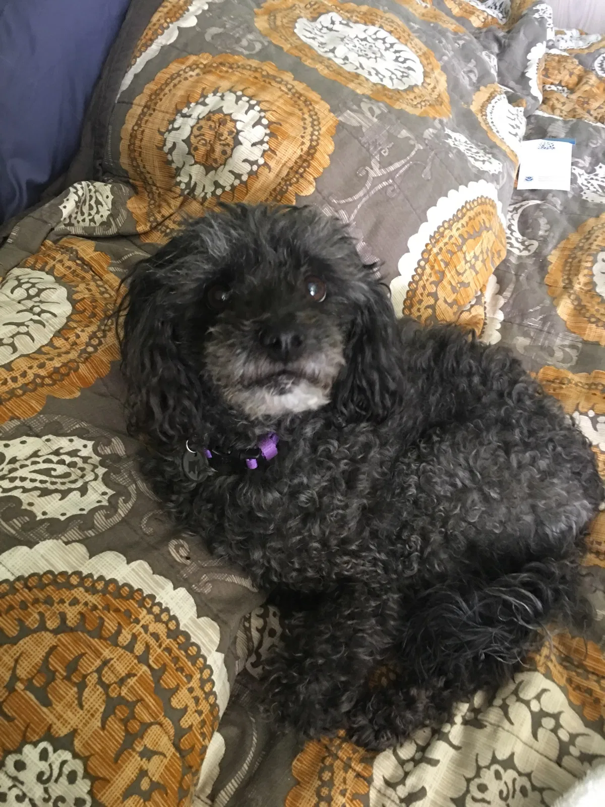 Lost dog in Hesperia, CA, 92345