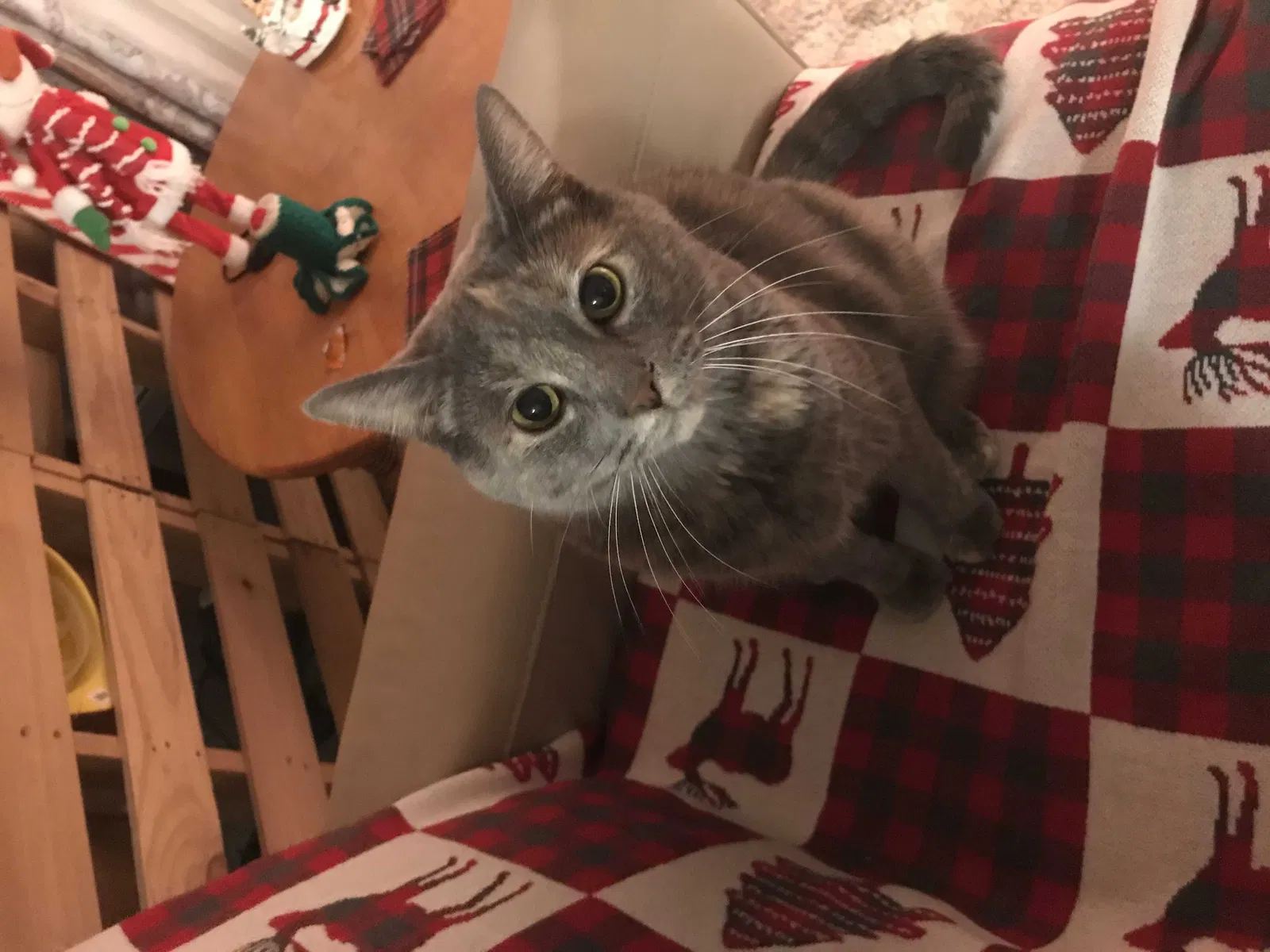 Lost cat in Muncie, IN, 47304