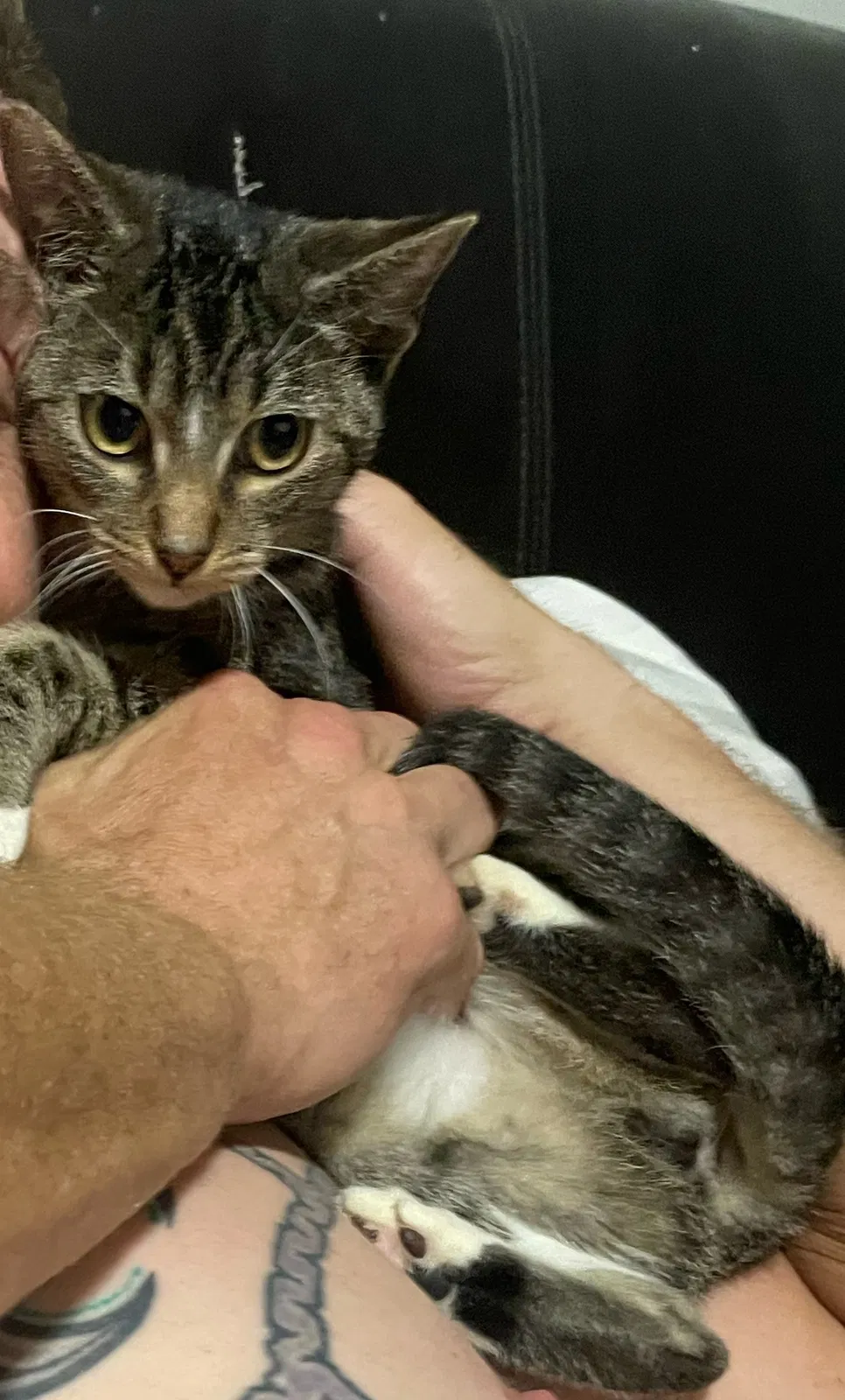 Lost cat in San Antonio, TX, 78207