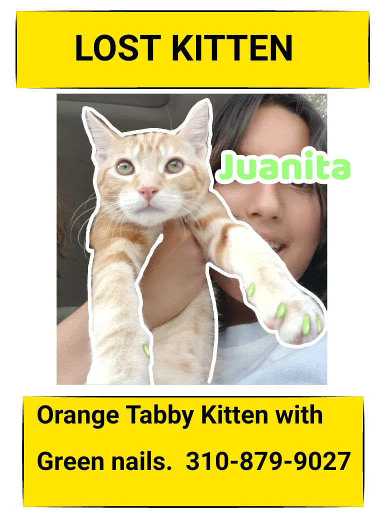Lost cat in San Pedro, CA, 90731