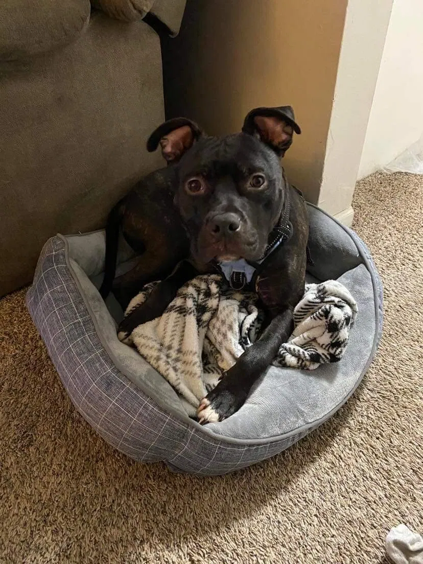 Lost dog in Kansas City, KS, 66102