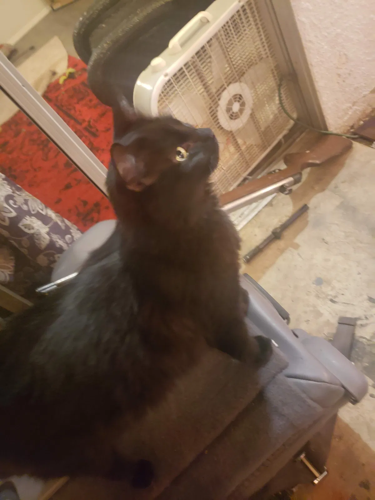 Lost cat in Riverside, CA, 92507