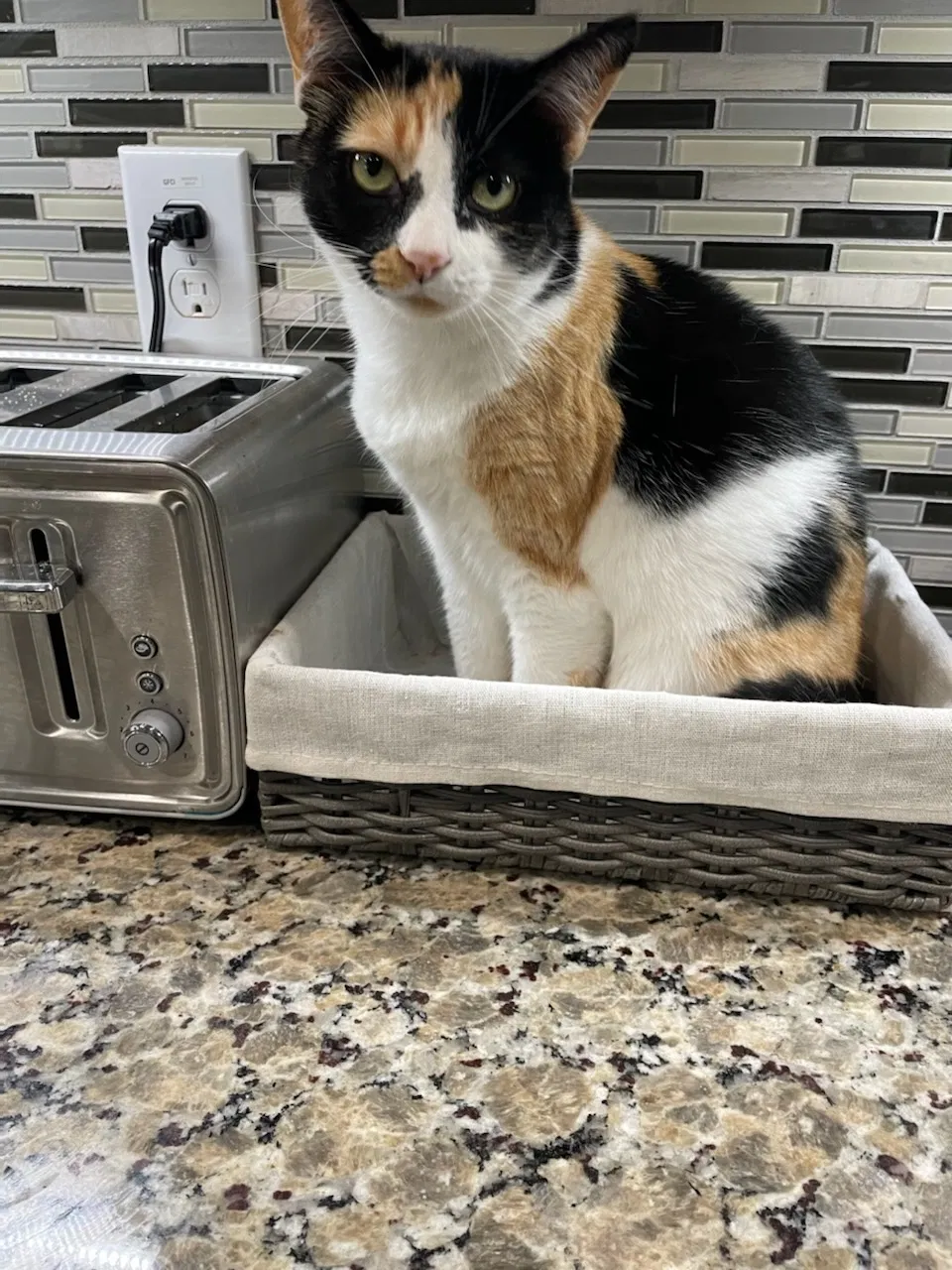 Lost cat in Deland, FL, 32724