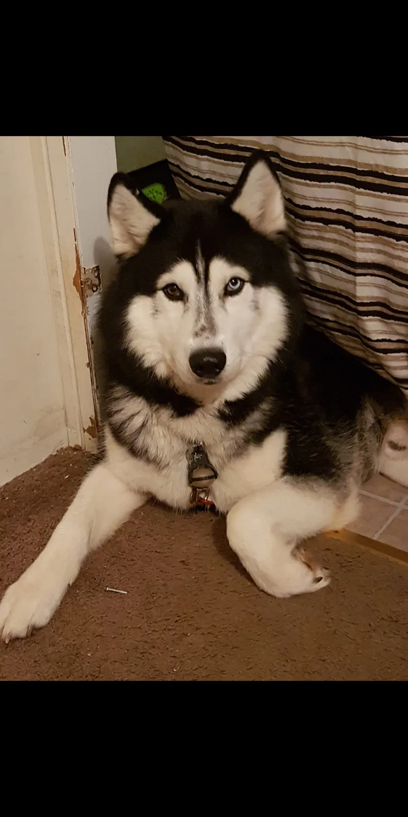 Lost dog in Stockbridge, GA, 30281
