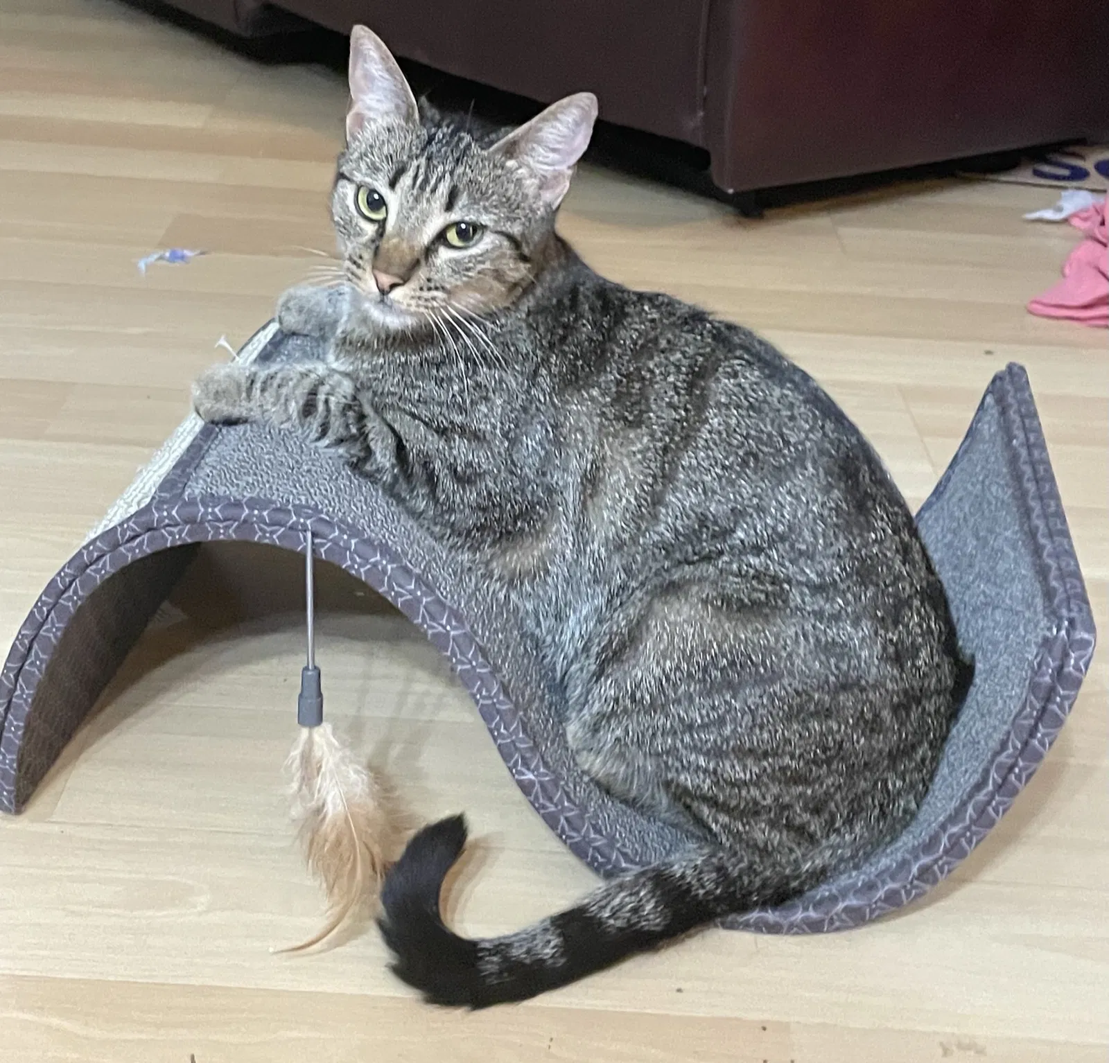 Lost cat in Baton Rouge, LA, 70817