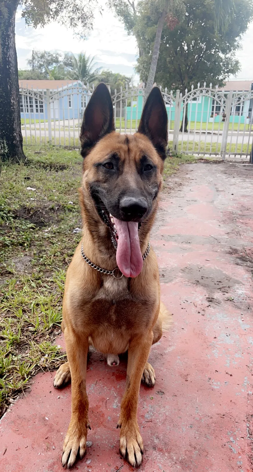 Lost dog in Opa Locka, FL, 33054