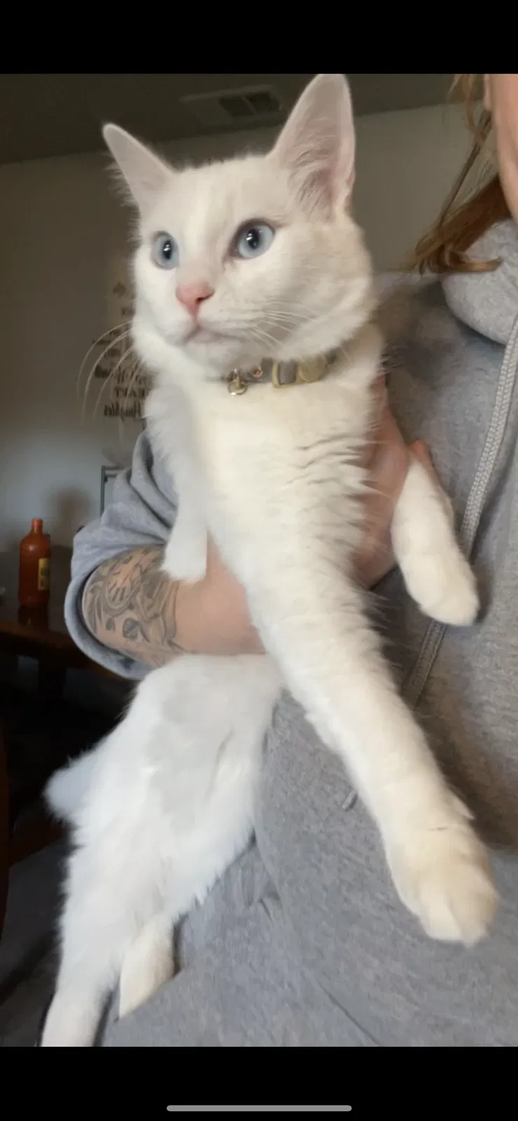 Lost cat in Keyes, CA, 95328