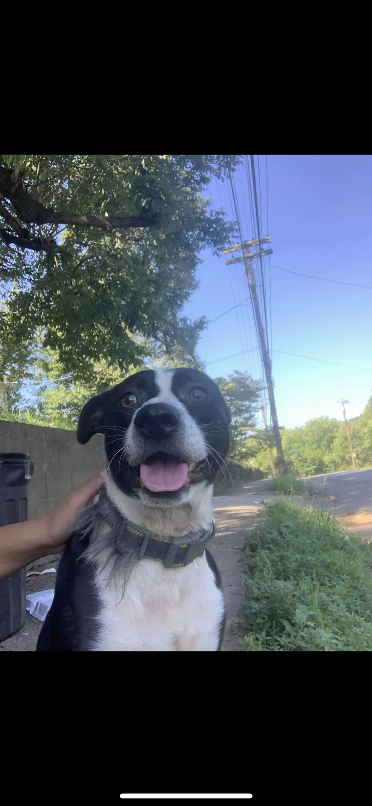 Lost dog in Lenoir, NC, 28645