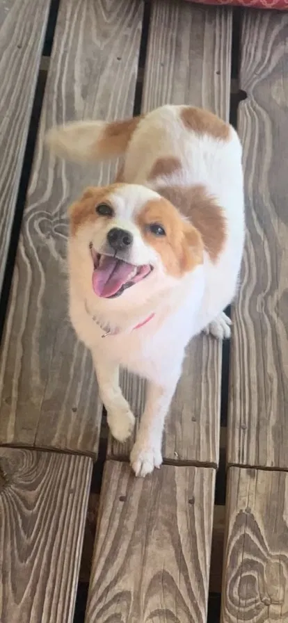 Lost dog in Houston, TX, 77034