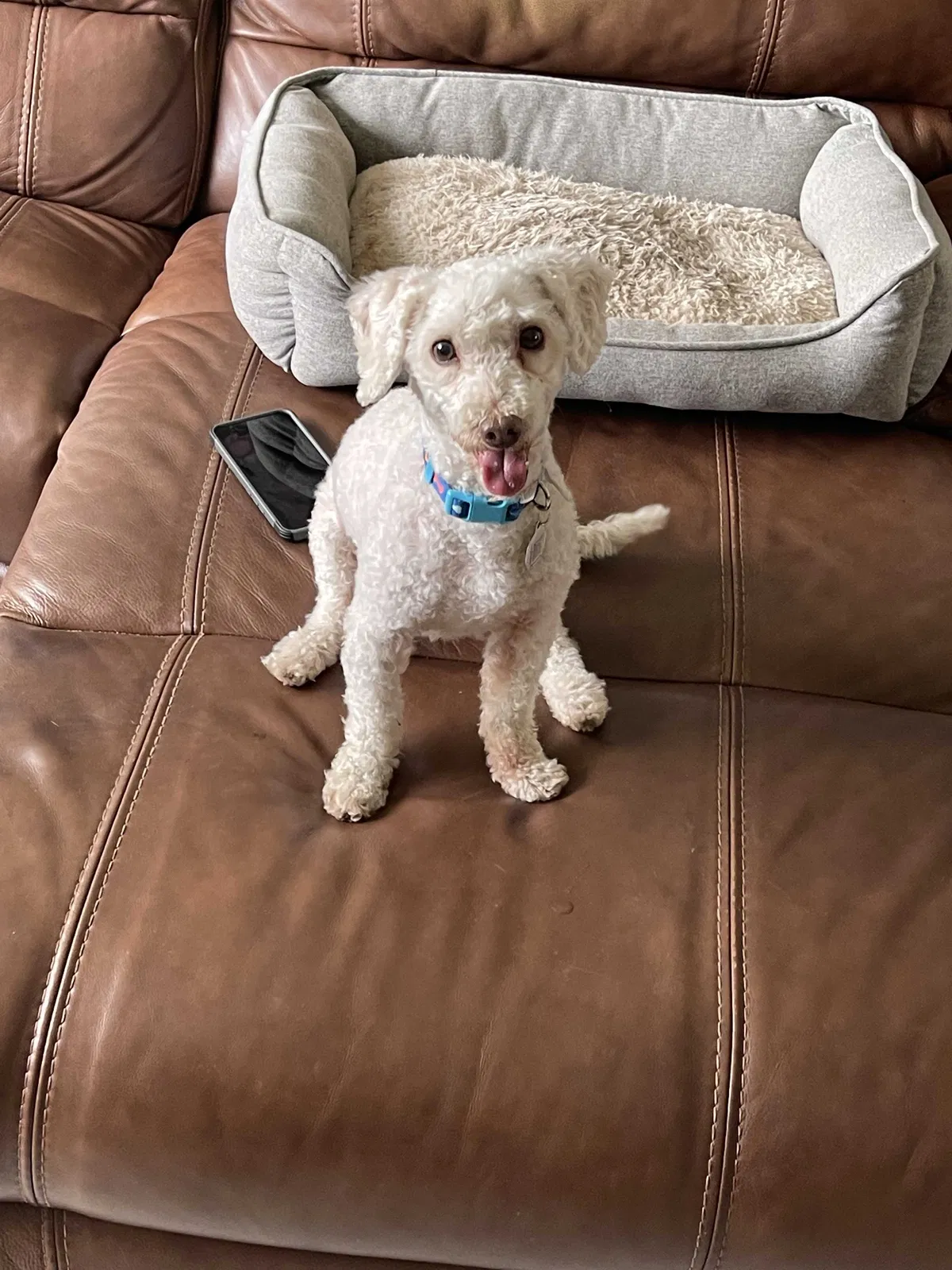 Lost dog in Miami, FL, 33147