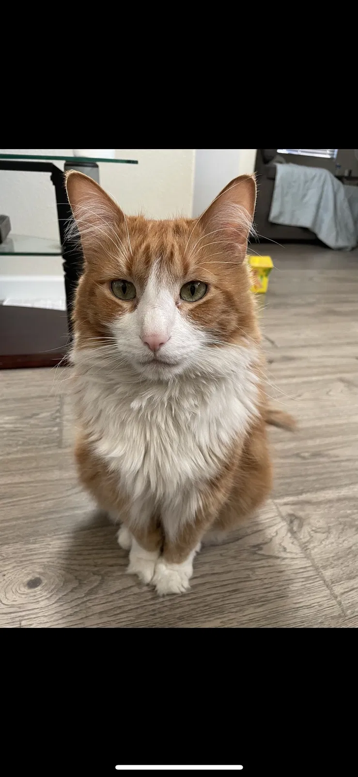 Lost cat in Las Vegas, NV, 89142