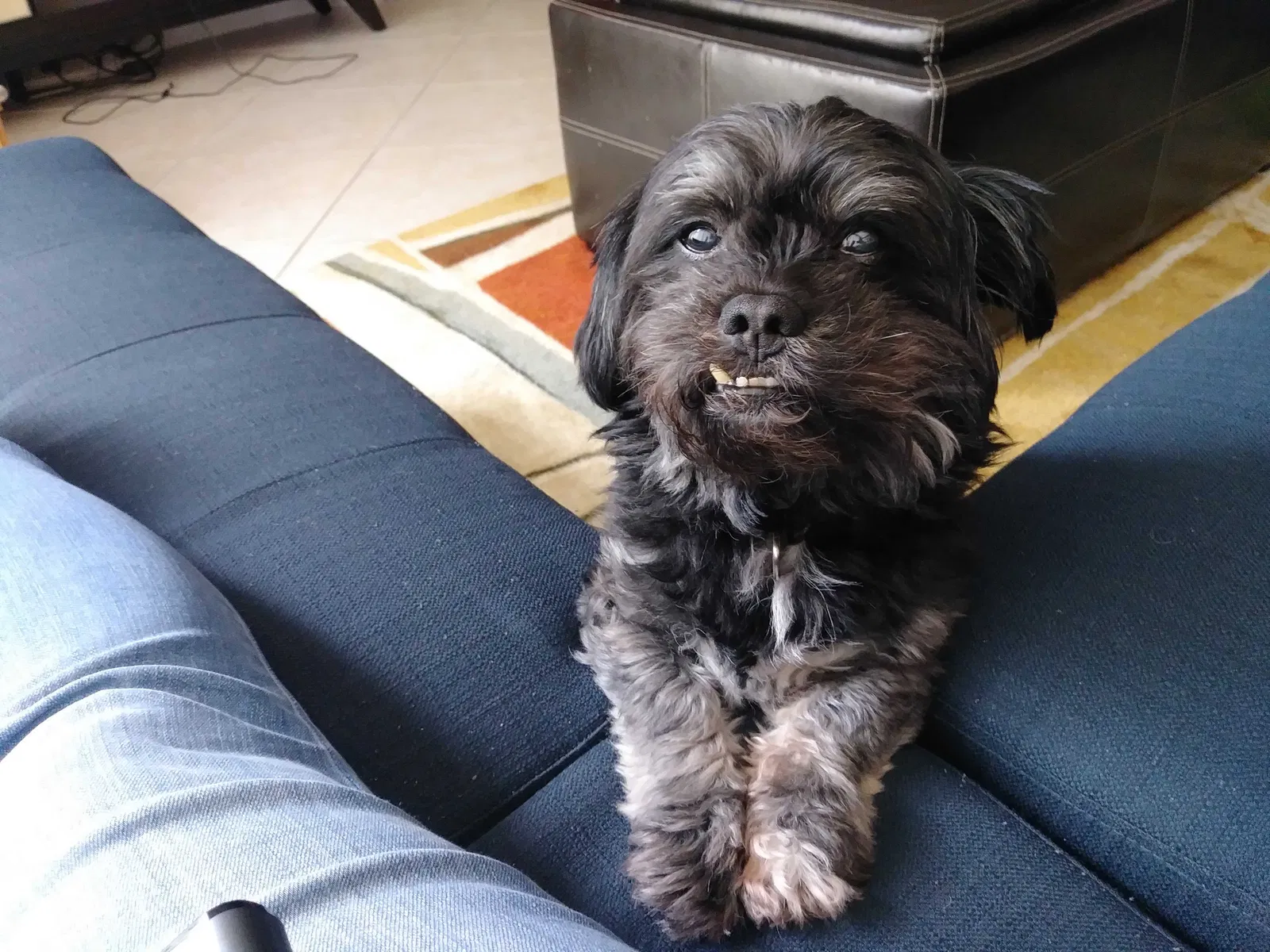 Lost dog in Hollywood, FL, 33027