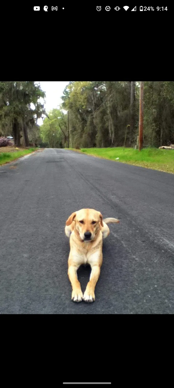 Lost dog in White Springs, FL, 32096