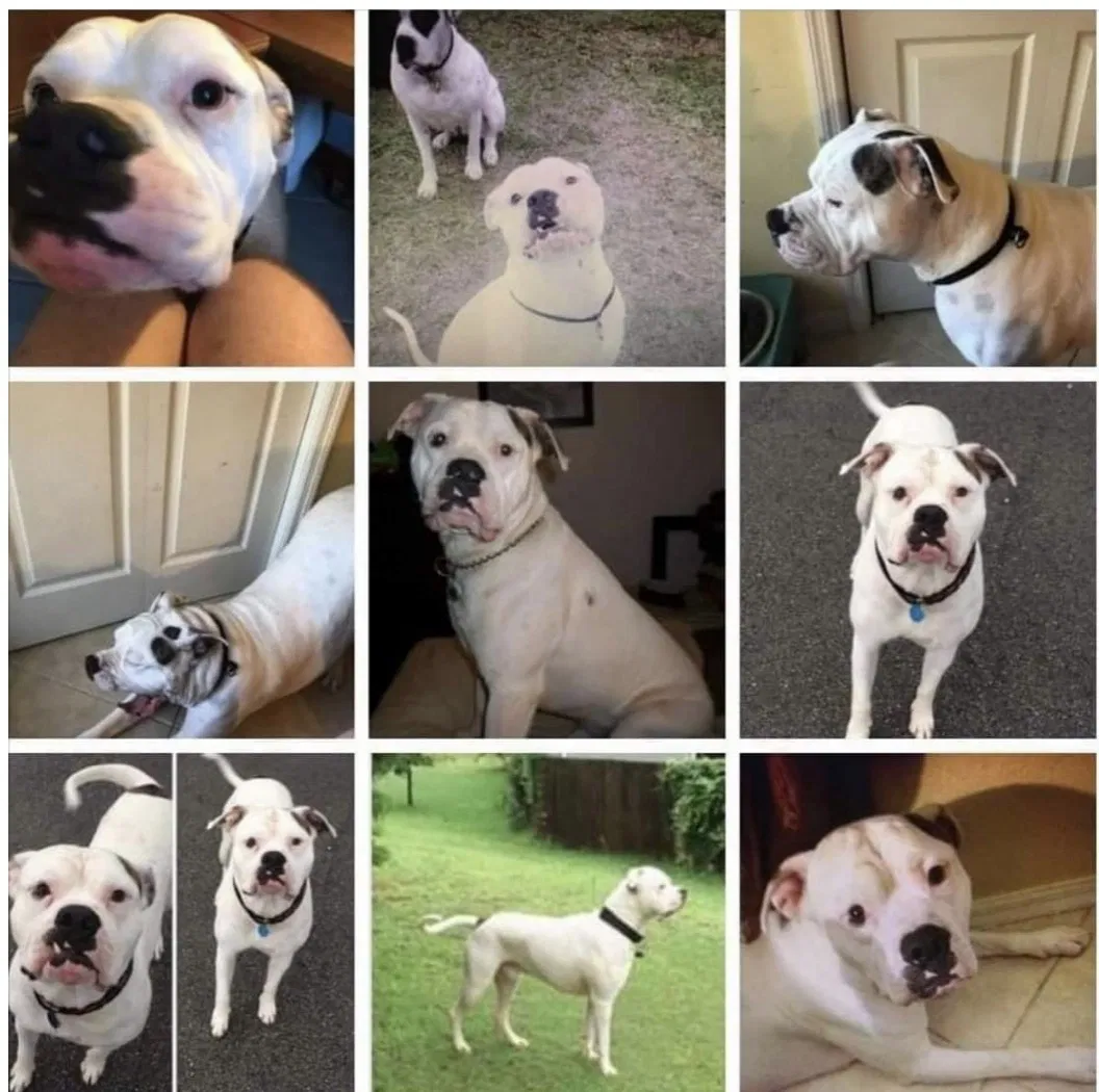 Lost dog in Naples, FL, 34117