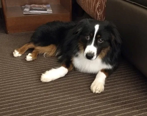 Lost dog in Fountain, CO, 80817