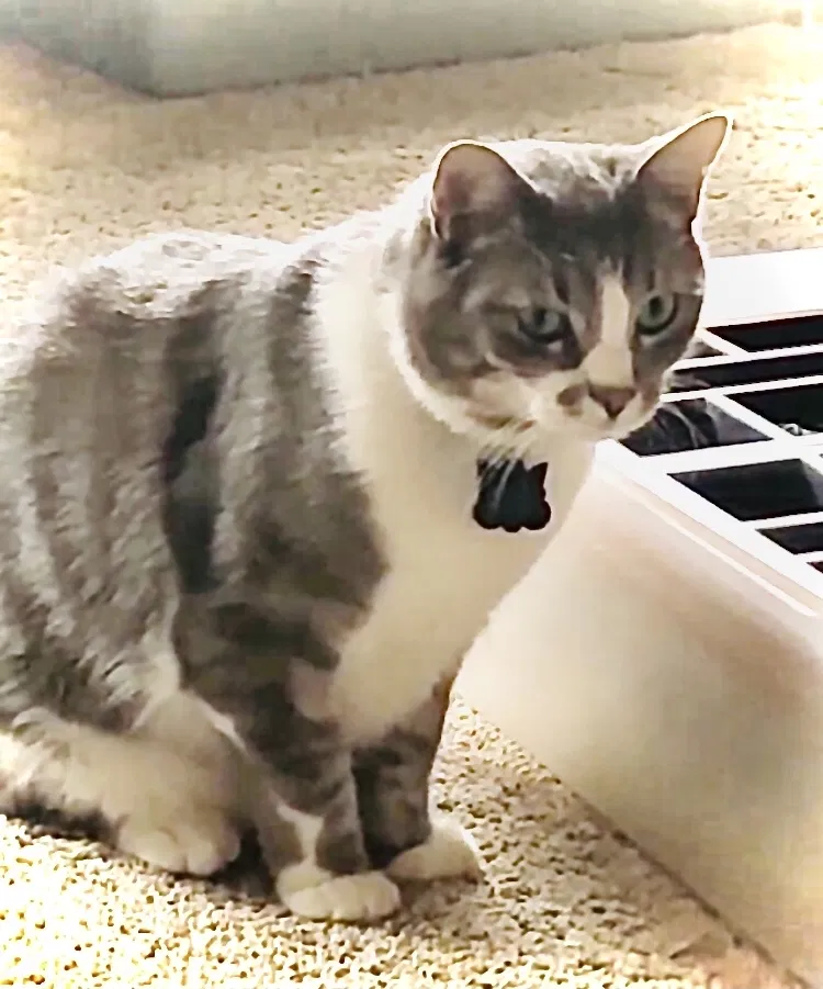Lost cat in Katy, TX, 77450
