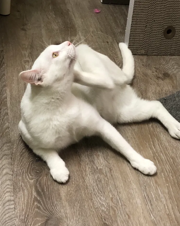 Lost cat in Katy, TX, 77450