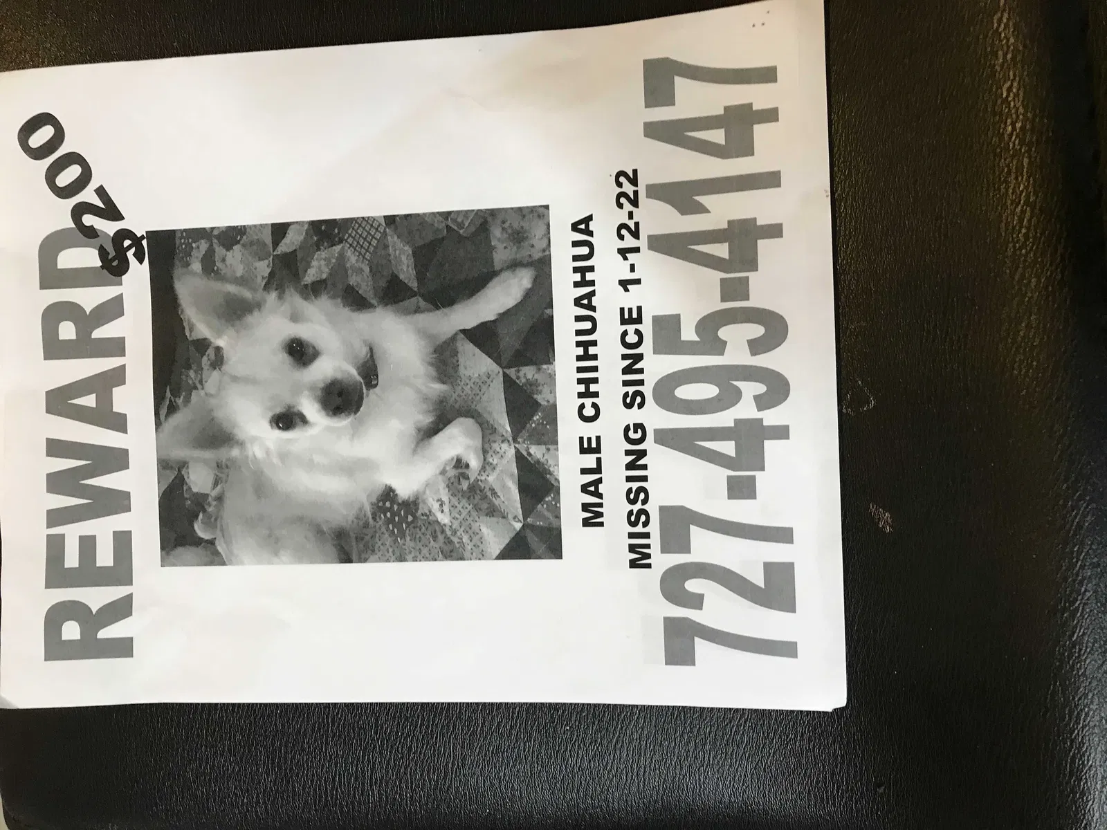 Lost dog in Port Richey, FL, 34668