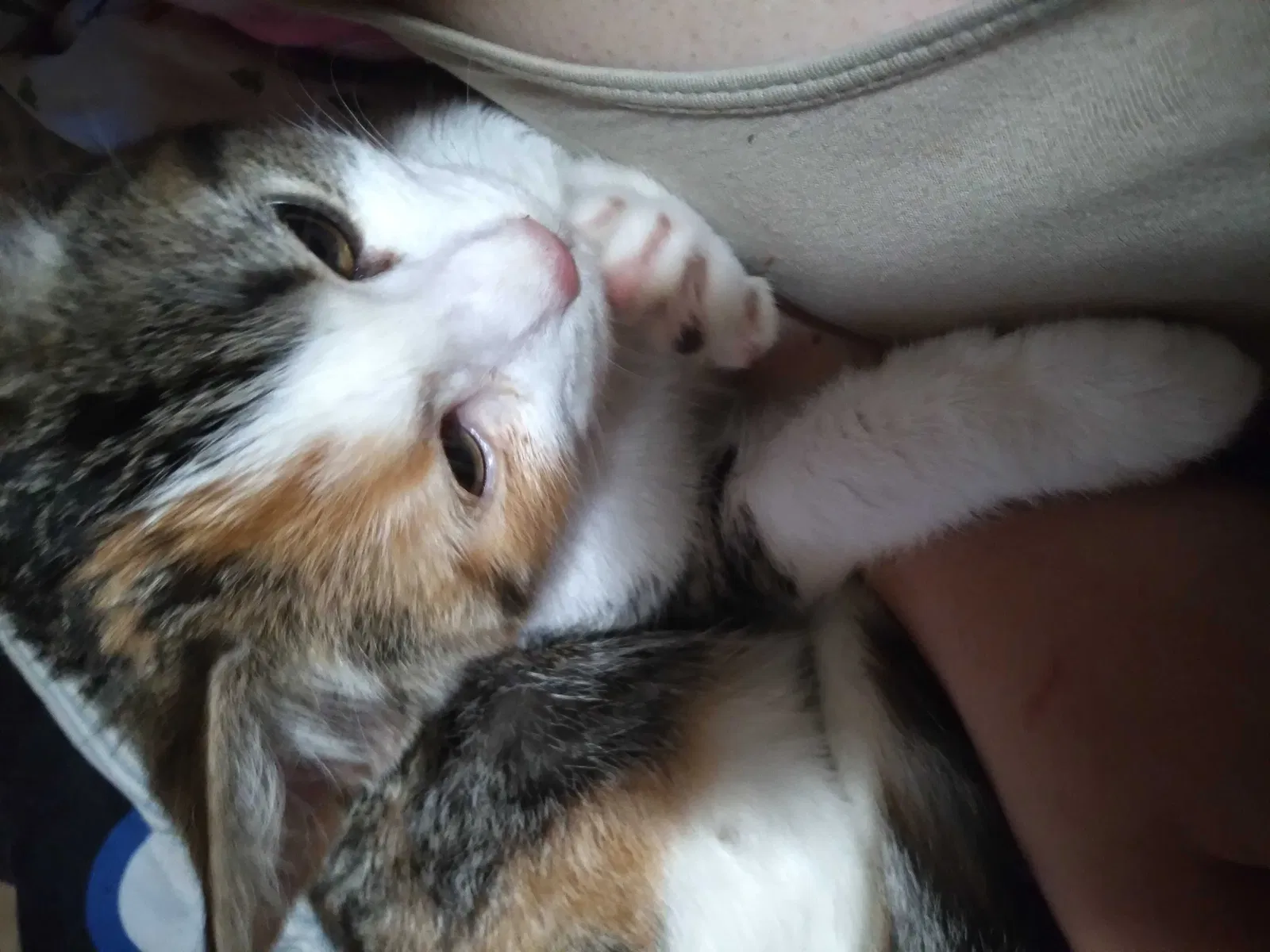 Lost cat in Anderson, SC, 29624