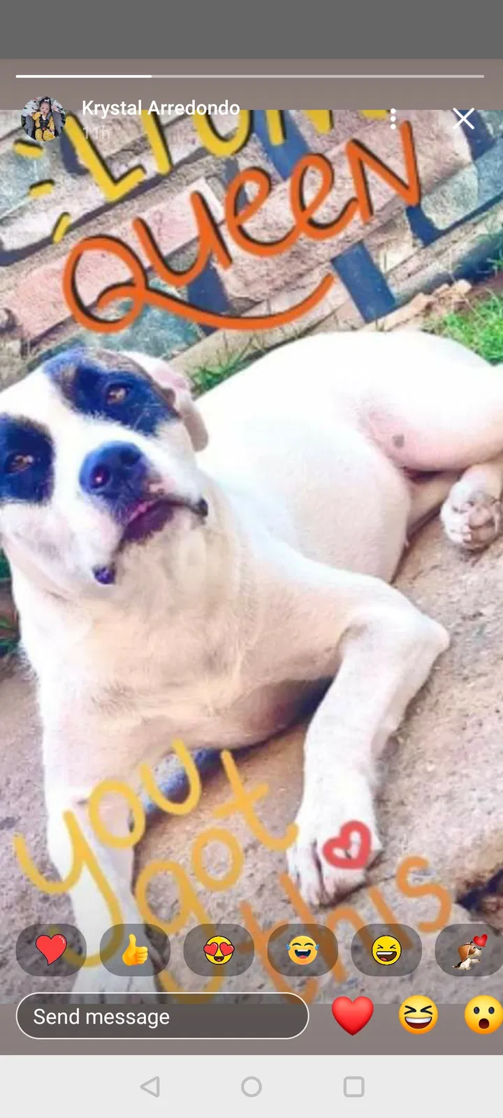 Lost dog in Los Angeles, CA, 90023
