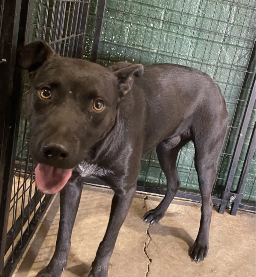 Lost dog in Birmingham, AL, 35206