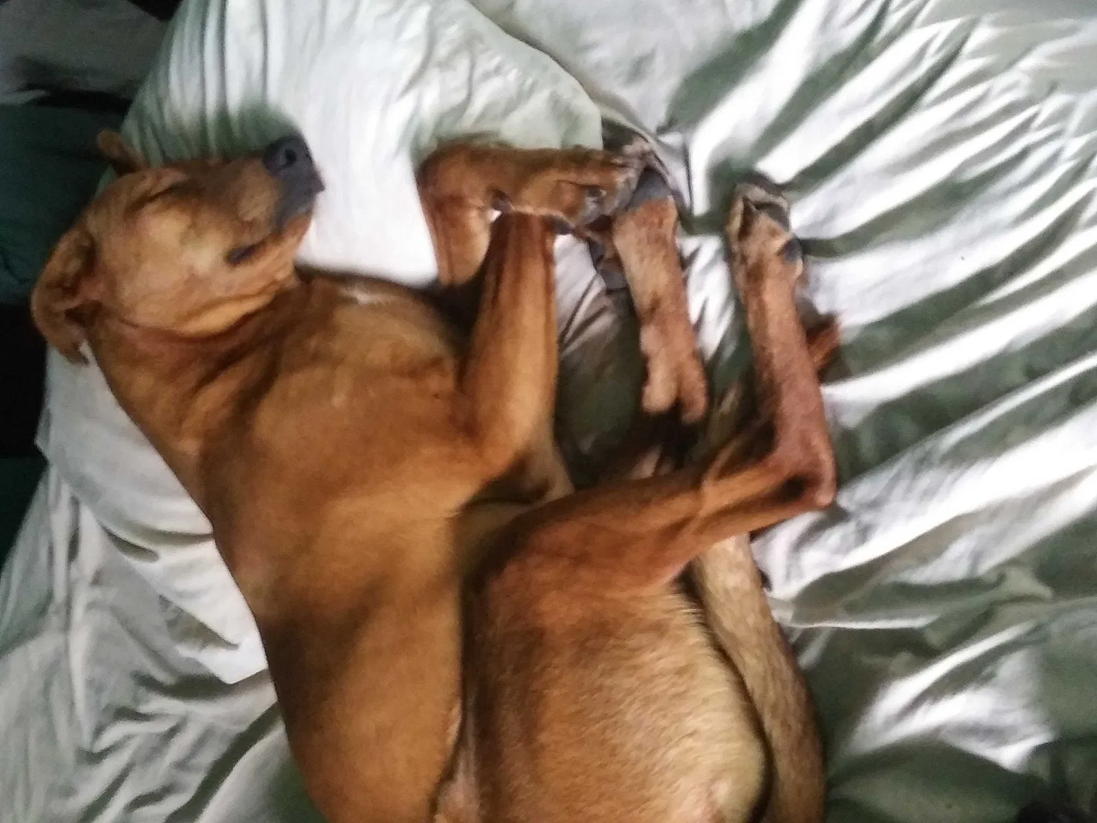 Lost dog in Jasper, AL, 35503