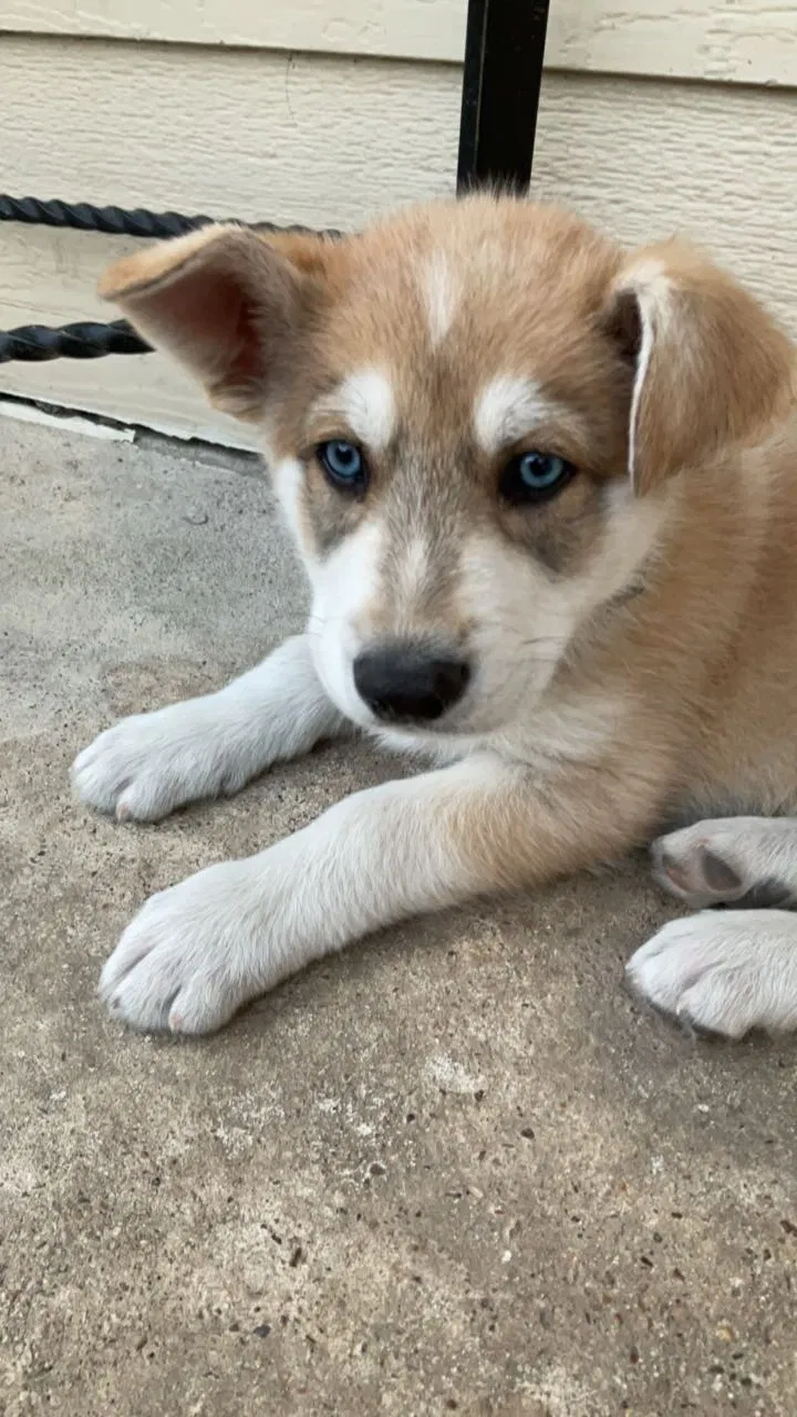 Lost dog in Garland, TX, 75040